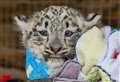 WATCH: Snow leopard cubs receive first health check at Highland Wildlife Park