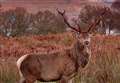 Scottish Wildlife Bill passed to very mixed reviews