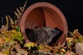 Hedgehogs in trouble in the countryside, but faring better in towns