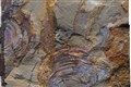 Oldest fossils of mysterious animal group are really seaweeds, study suggests