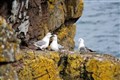 Fulmars at Sarclet by Gordon Mackay of Wick.