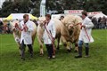 The heavyweights of the show are led round the ring