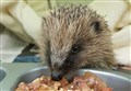 Highlanders asked to keep a look out for Mrs Tiggy-Winkle as weather worsens