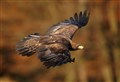 Plans rejected for 4G mast in Golden Eagle breeding area