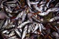 Fish are better and happier now they are British, claims Rees-Mogg