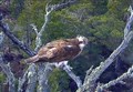 New look Loch Garten osprey centre now flying high