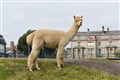 Students have ‘flourished’ after alpacas brought to school in Wales