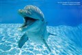 Dolphins ‘smile’ during play, scientists find