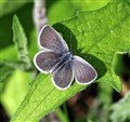 Smallest butterfly needs Highlanders' help