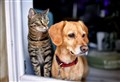 Cats and dogs in Inverness neighbourhood hit by mystery illness amid poisoning fears