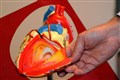 Detailed map of human heart could guide personalised treatments – study