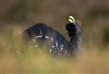 Update being provided on bid to save one of the UK's rarest species