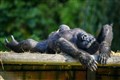 In Pictures: Gorillas enjoy the September sunshine at Bristol Zoo