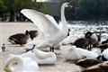 Florida city auctions off 36 swans after Queen’s gift leads to overpopulation
