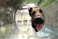 Watch: Medical detection dogs trained to sniff Covid-19