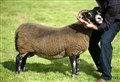 GRANTOWN SHOW: Everything is sheep-shape in the pens for 2023