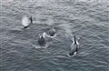A cropped still from Sam Mackay's drone video of orcas at Freswick Bay.