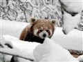 A white day for a red panda in the Cairngorms!
