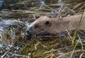 First beavers are settling into their new homes in Badenoch