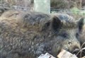 Cairngorm farmers’ fear and fury over wild boar roaming Badenoch