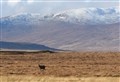 New vision announced for Highland deer management