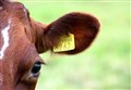 Researchers probe ear tag loss in cattle and sheep