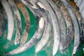 Study tracks elephant tusks from 16th century shipwreck
