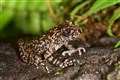 New toothed toad found by scientists on the hunt for its ‘brother’