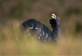 RSPB response to latest capercaillie survey findings