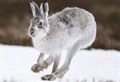 Could Highland's 'surplus' mountain hares be moved from grouse moors?