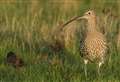 'Curlew numbers flourishing on UK's grouse moors'