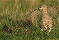 'Curlew numbers flourishing on UK's grouse moors'