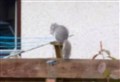 Red alert is stood down after ‘sighting’ of grey squirrel in Kingussie