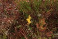 Am Faochagach (21)