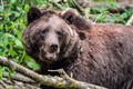 Brown bears switch habitats to hunt reindeer and moose calves, study finds