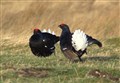 Rare bird numbers boosted by Highland estates