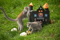 Having fun at the new haunted house at Edinburgh Zoo. All pictures: RZSS.