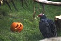 Keeping a close eye on one another – a Turkey Vulture and pumpkin.