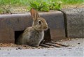 Road kill survey to help record wildlife numbers