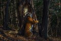 ‘Unique’ picture of tigress hugging tree wins Wildlife Photographer of the Year