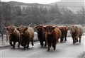 Coo! It's time to get ready for winter at Kingussie