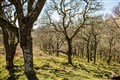 Livestock can help reforestation process if managed carefully – research