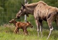 GOING WILD: All creatures great and small supported at Highland Wildlife Park