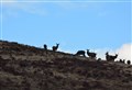 Highland keepers spared ‘mental torment’ of culling heavily pregnant deer