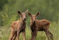 Elk twins born at Highland Wildlife Park 
