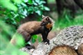 Capercaillie are doomed unless pine martens controlled claim