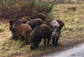 Scottish Countryside Alliance demanding action over Badenoch boars release