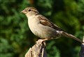 House sparrow remains number one bid spotted in UK 
