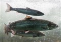 Call for salmon conservation to become a national priority in Scotland