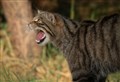 GOING WILD: New Scottish wildcat experiences are not about spotting the Highland tiger